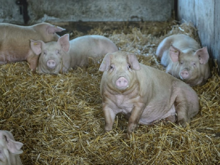 Zmiana Programu bioasekuracji mającego na celu zapobieganie szerzeniu się ASF